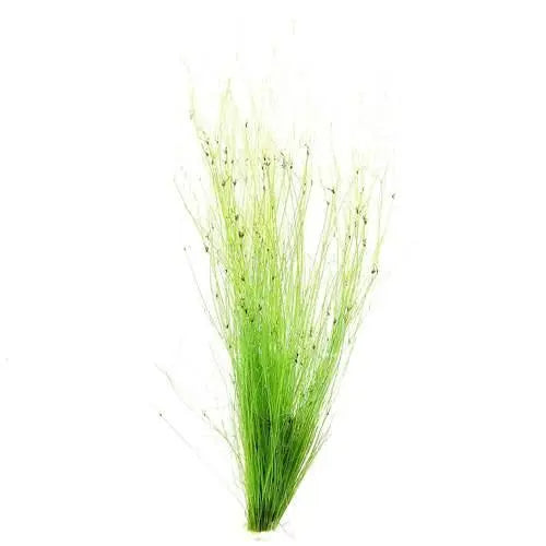 Eleocharis vivipara (umbrella hairgrass) - Aqua Essentials