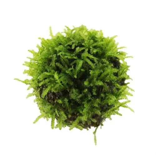 Floating Moss Ball - Aqua Essentials