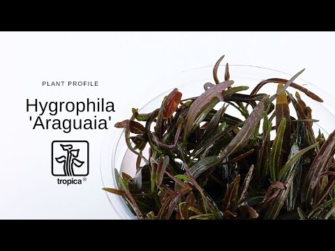 Tropica Hygrophila lancea Araguaia 1-2-GROW!