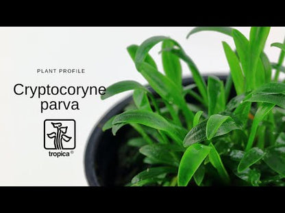 Cryptocoryne parva (Tiny cryptocoryne)