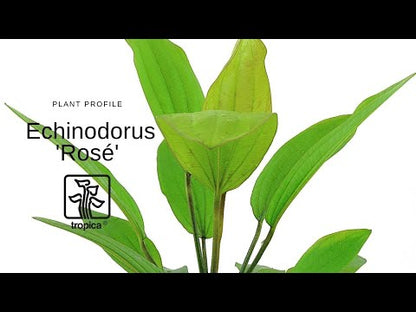 Echinodorus rose