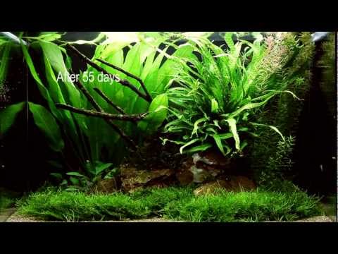 Scaped For You Collection - Layout 63 (100L) Easy