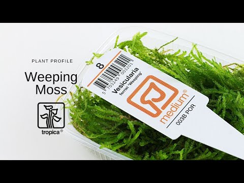 Vesicularia ferriei (Weeping Moss)