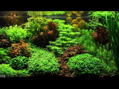 Dutch Style Mixed Box of Aquarium Plants