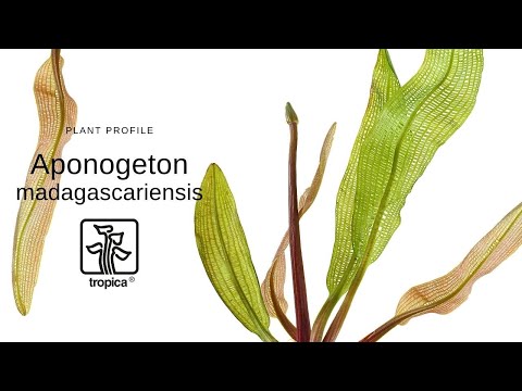 Aponogeton madagascariensis Bulb (Lace plant)