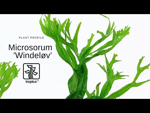 Microsorum pteropus Windelov