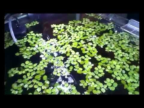 Salvinia natans Floating Aquarium Plant (Water spangles)