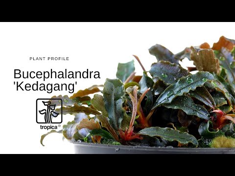 Tropica Bucephalandra Kedagang 1-2-GROW