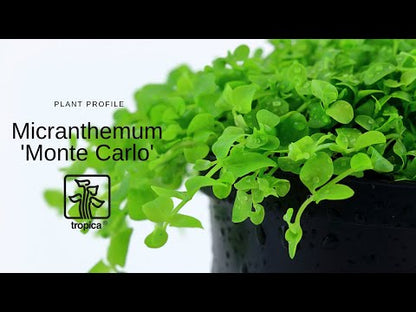 Micranthemum Monte Carlo