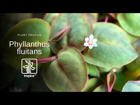 Tropica Phyllanthus fluitans 1-2-Grow!