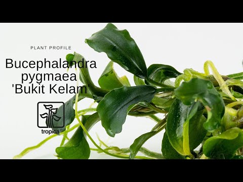 Tropica Bucephalandra pygmaea Bukit Kalem 1-2-GROW!