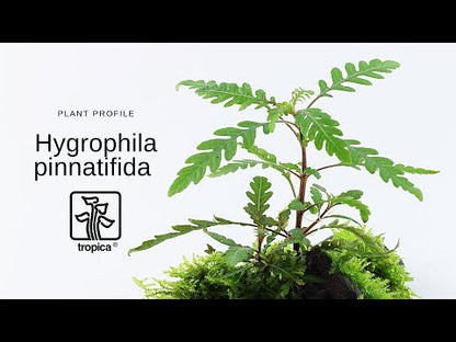 Tropica Hygrophila pinnatifida 1-2-GROW!