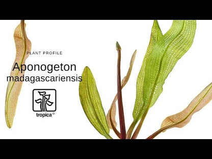 Aponogeton madagascariensis (WITH LEAVES)