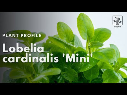 Tropica Lobelia cardinalis Mini 1-2-GROW!