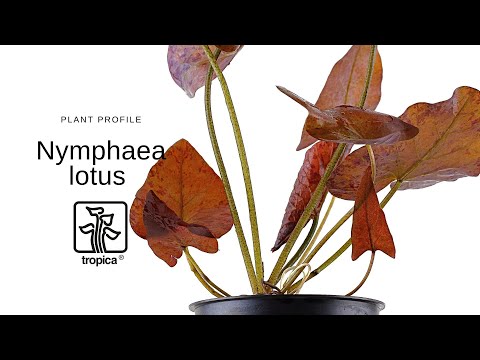Nymphaea lotus with leaves Potted (Tiger Lotus)