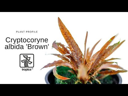 Cryptocoryne albida Brown
