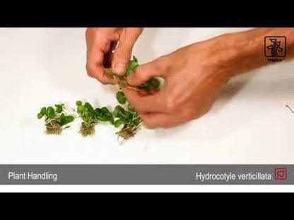 Hydrocotyle verticillata (Whorled umbrella plant)