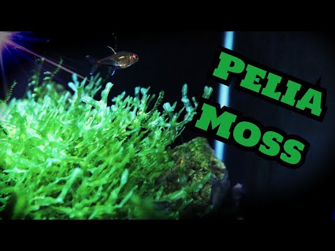 Pelia Moss Portion