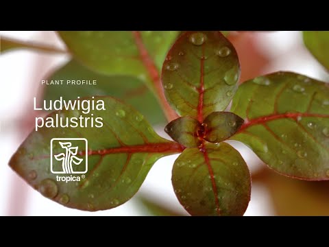 Ludwigia palustris Super Red