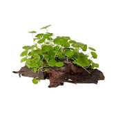 Hydrocotyle verticillata on Wood - Aqua Essentials