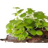 Hydrocotyle verticillata on Wood - Aqua Essentials