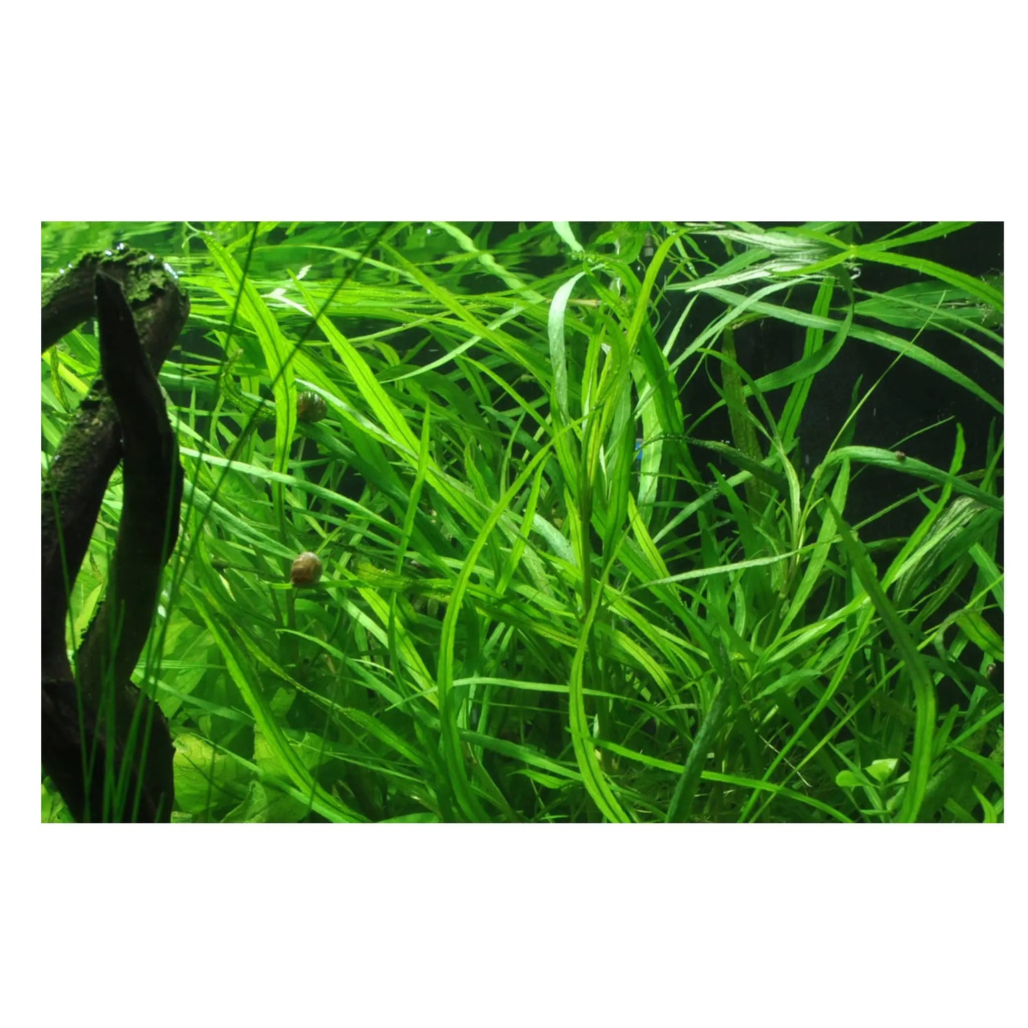 Hygrophila costata - Aqua Essentials