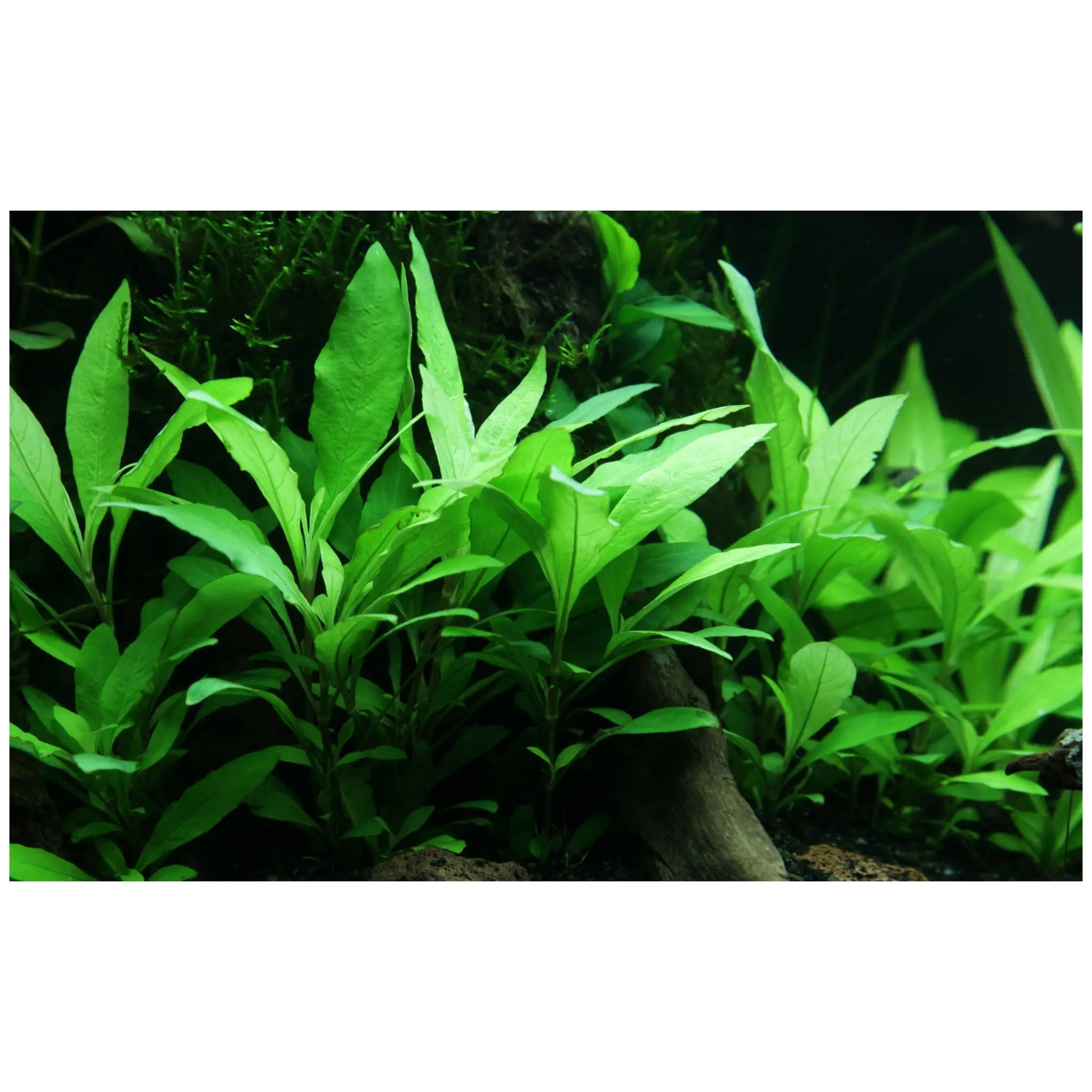 Hygrophila siamensis 53B in aquarium