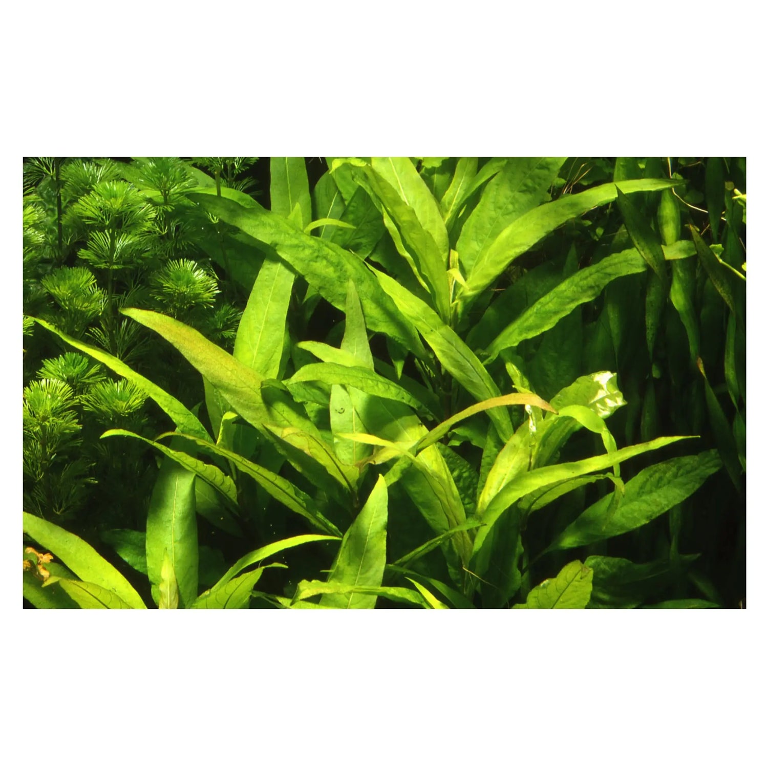 Hygrophila siamensis XL - Aqua Essentials