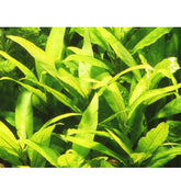 Hygrophila siamensis - Aqua Essentials