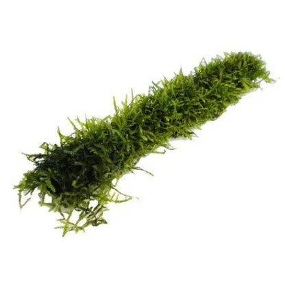 Bamboo Stick with Java Moss - Aqua Essentials