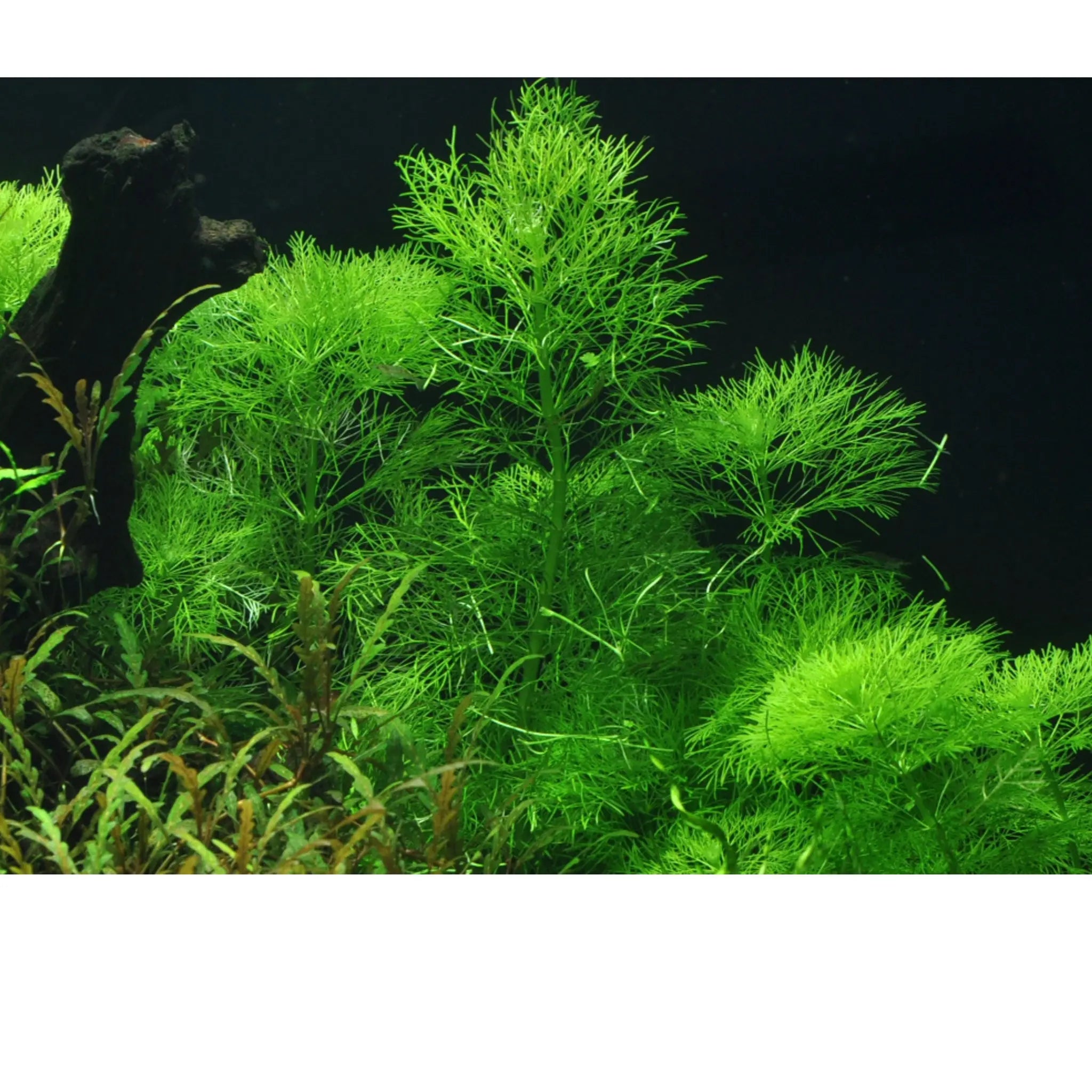 Limnophila aquatica - Aqua Essentials