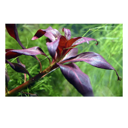 Ludwigia glandulosa - Aqua Essentials