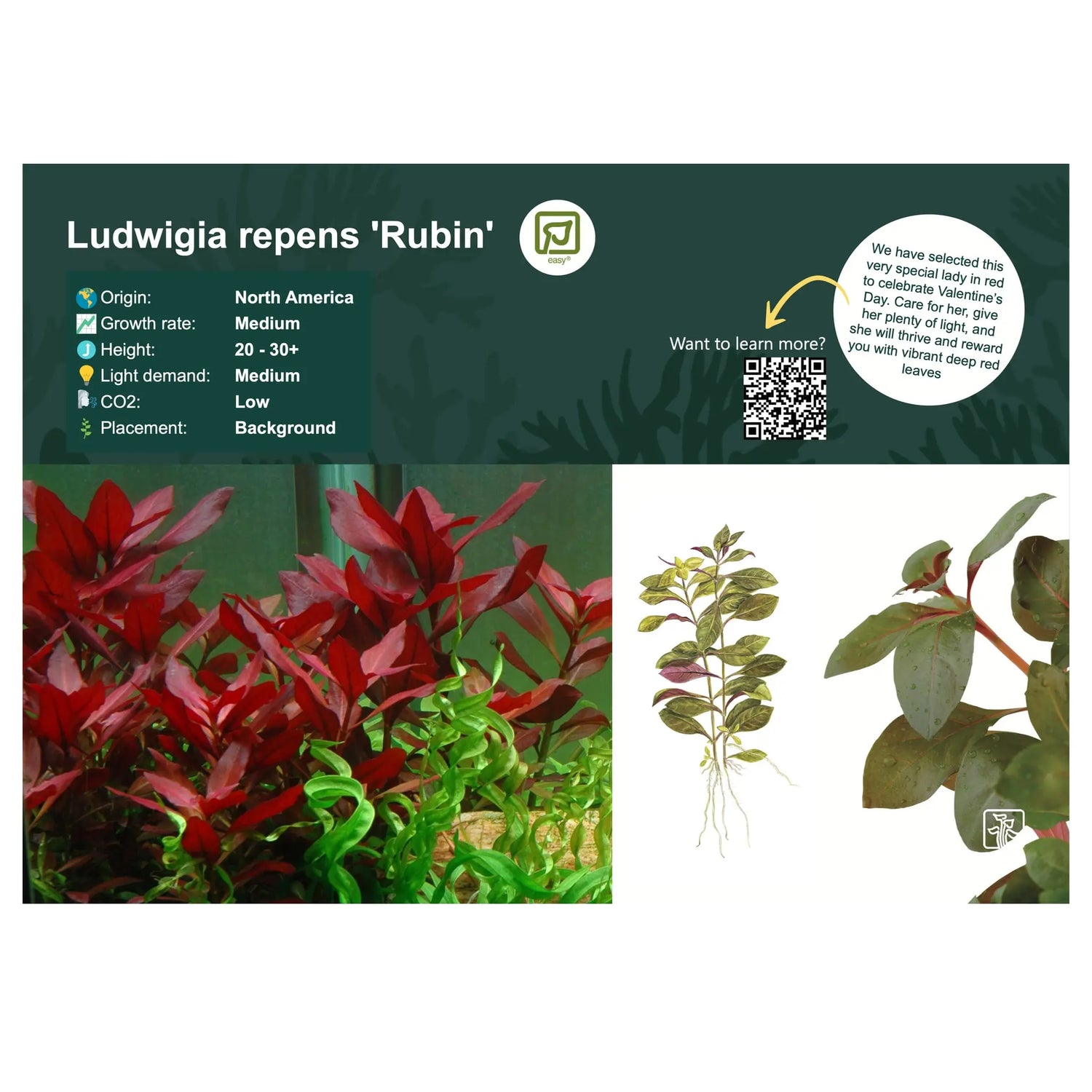 Ludwigia rubin - Aqua Essentials