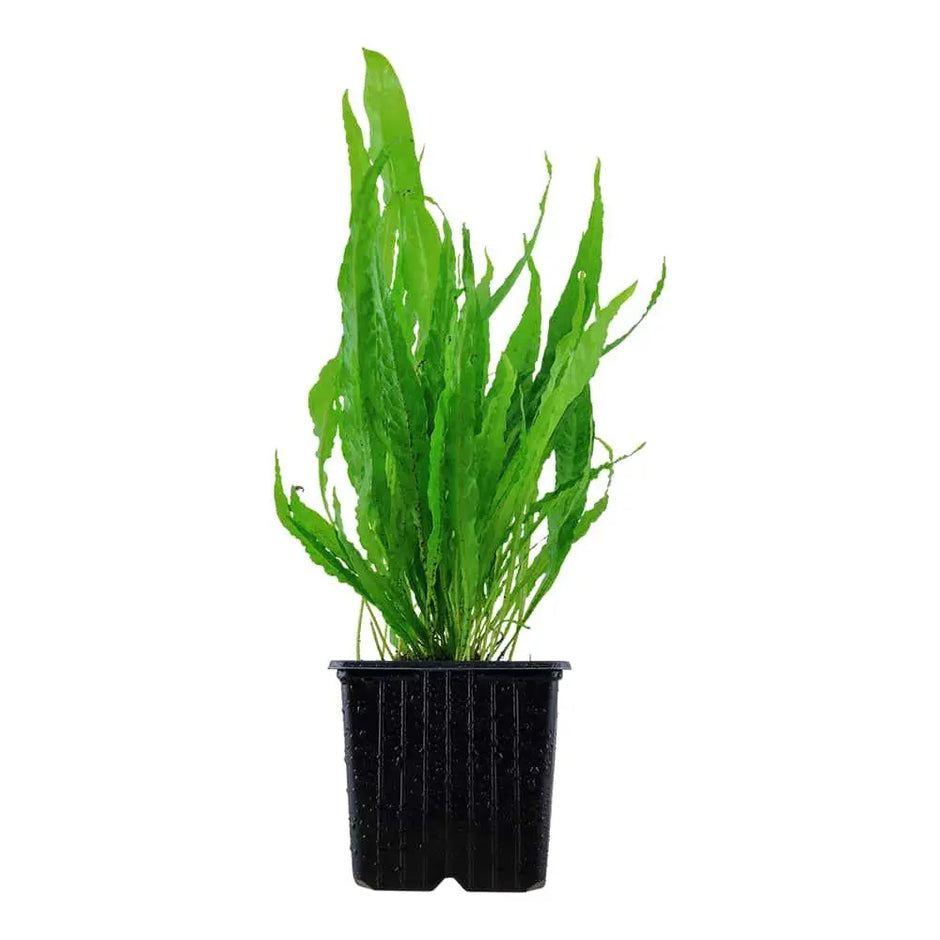 XL Aquarium Plants Aqua Essentials
