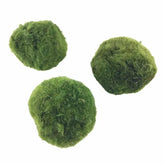 Marimo moss ball (Chladoflora) - 3cm - Aqua Essentials