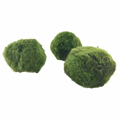 Marimo moss ball (Chladoflora) - 5cm - Aqua Essentials