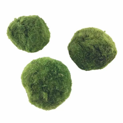Marimo moss ball (Chladoflora) - 5cm - Aqua Essentials