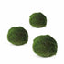 Marimo moss ball - Chladoflora - 2cm - Aqua Essentials