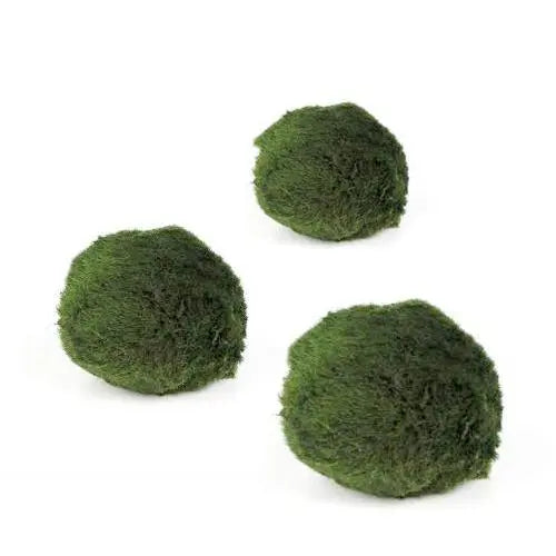 Marimo moss ball (Chladoflora) - Mini - Aqua Essentials