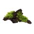 Moss on Driftwood - Aqua Essentials
