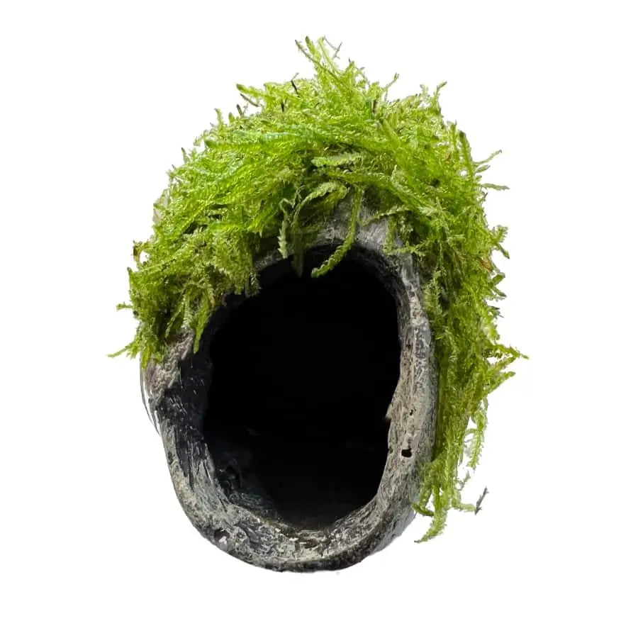 Mossy Fish Cave - Single Hole - Aqua Essentials