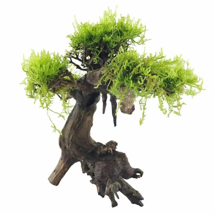 Bonsai Tree with Moss - Small Size - Aqua Essentials