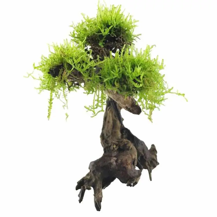 Bonsai Tree with Moss - Small Size - Aqua Essentials