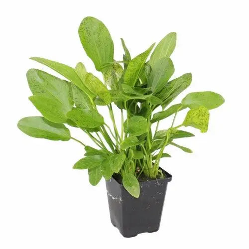Echinodorus ozelot green XL - Aqua Essentials