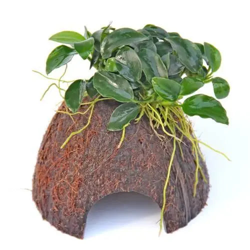 Anubias bonsai Coconut Hut - Aqua Essentials