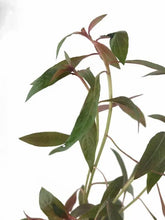 Ludwigia peruviana - Aqua Essentials