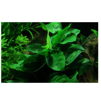 Tropica Anubias barteri nana on Decor - Floating - Aqua Essentials