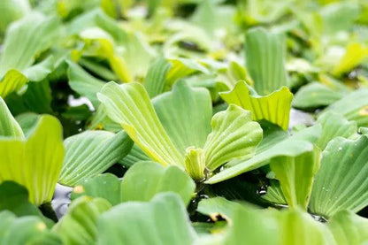 Pistia stratiotes Water Lettuce Floating - Pack of 6 - Aqua Essentials