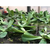 Pistia stratiotes Water Lettuce Floating For Pond & Aquariums - Aqua Essentials