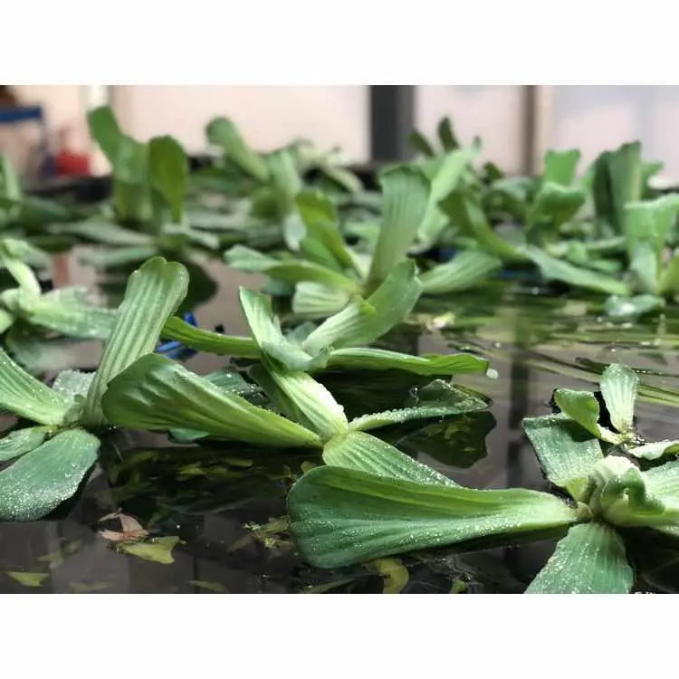 Pistia stratiotes Water Lettuce Floating - Pack of 6 - Aqua Essentials